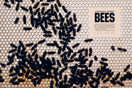 Arizona's Sweet Bees