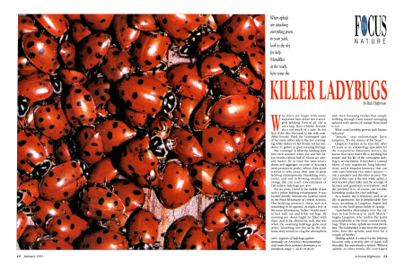Killer Ladybugs