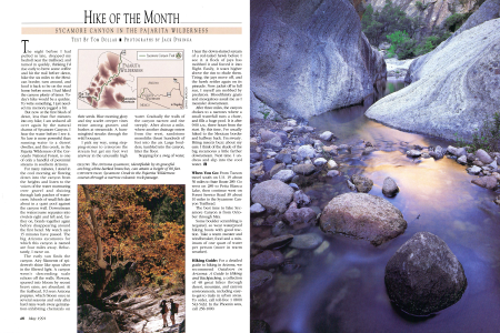 The Arizona sycamore, identifiable by its graceful arching white-barked branches, can attain a height of 80 feet.