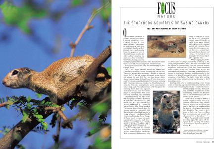 The Storybook Squirrels