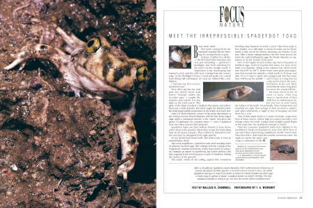 The Marvelous Spadefoot Toad