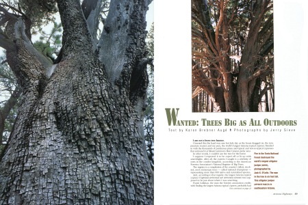 Wanted: Trees Big As All Outdoors