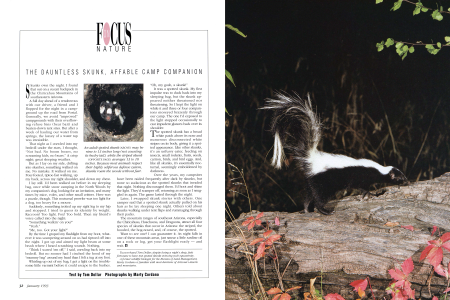 An adult spotted skunk may be nine to 13 inches long (not counting its bushy tail), while the striped skunk averages 13 to 18 inches.