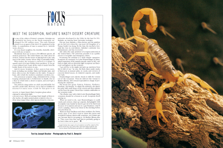 A Giant Desert Hairy Scorpion glows when exposed to ultraviolet light.