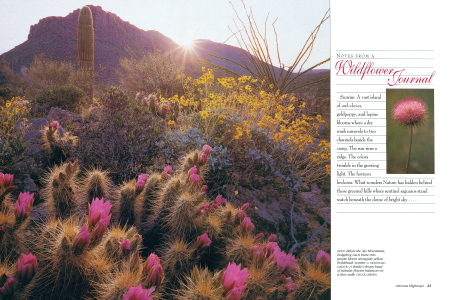 Spring's Wildflowers