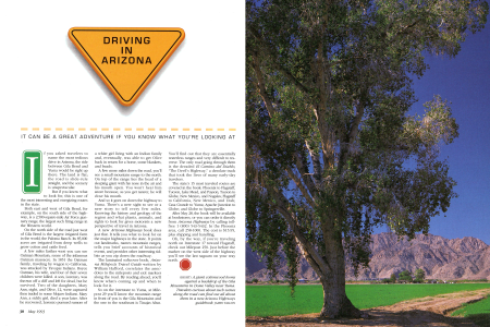A giant cottonwood looms against a backdrop of the Gila Mountains in Dome Valley near Yuma.