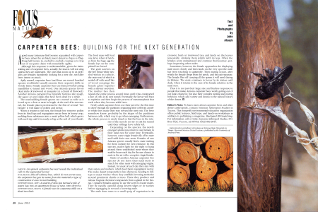The Crafty Carpenter Bee