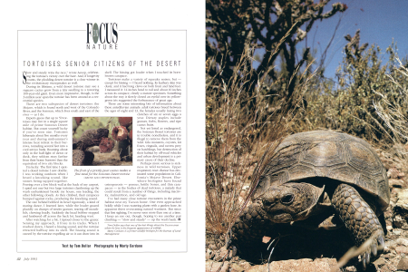 The fruit of a prickly pear cactus makes a fine meal for the Sonoran Desert tortoise