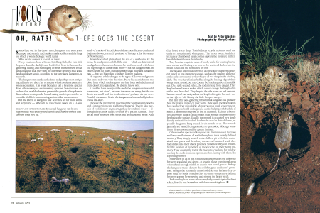 The Kangaroo Rat