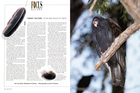 Turkey Vultures