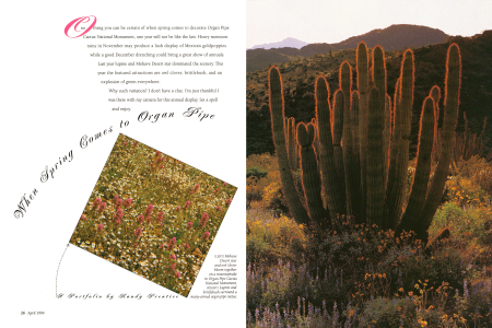 Mohave Desert star and owl clover bloom together on a mountainside in Organ Pipe Cactus National Monument. Lupine and brittlebush surround a many-armed organ pipe cactus.