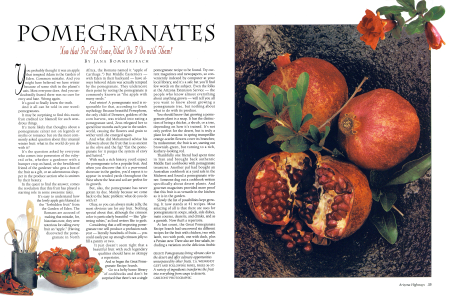 Paradise's Forbidden Fruit