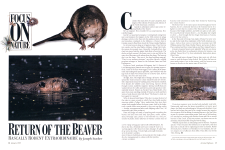 The Beaver Makes a Comeback