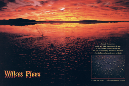 A Celebration of Sandhill Cranes