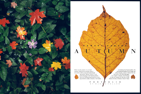 Beautiful Fall Color in Ramsey Canyon