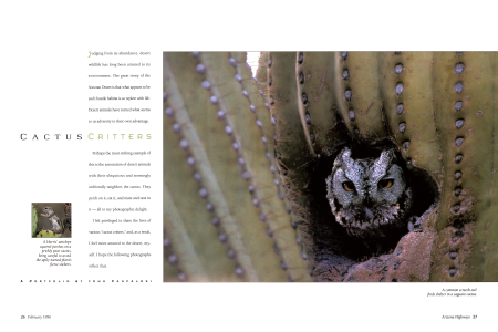 A Harris' antelope squirrel perches on a prickly pear cactus, being careful to avoid the aptly named plant's fierce stickers.