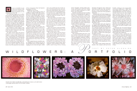 desert thistle, beautiful dalea, and Southwestern vervain.
