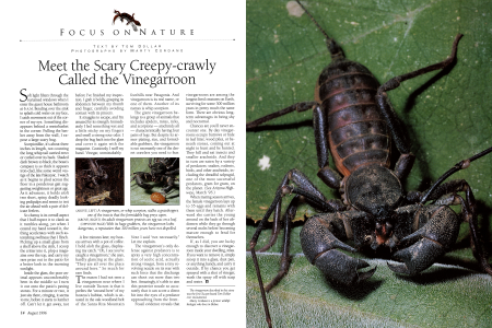 A vinegarroon, or whip scorpion, stalks a grasshopper, one of the insects that the formidable bug preys upon.