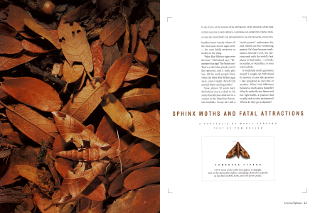 The Moth and the Flame