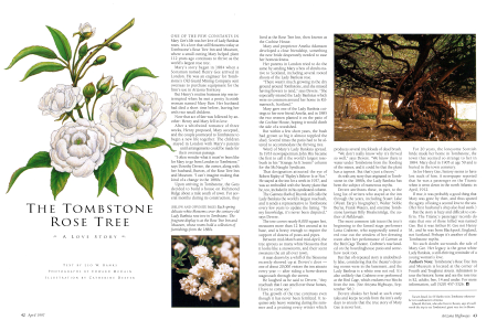 Each spring delicate white blossoms cover the century-old Lady Banksia rose tree in Tombstone. The fragrant display is at the Rose Tree Inn and Museum, whose rooms hold a collection of furnishings from the 1880s.