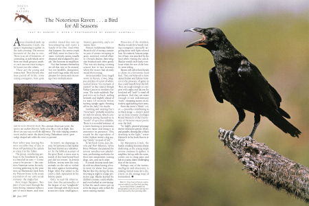 The Much-maligned Raven