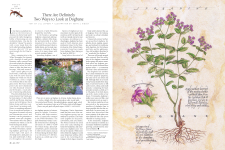 The Double Edge of Dogbane