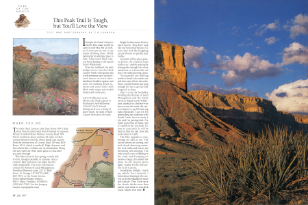Prickly pear cactus blooms color Hack Canyon in the Kanab Creek Wilderness.