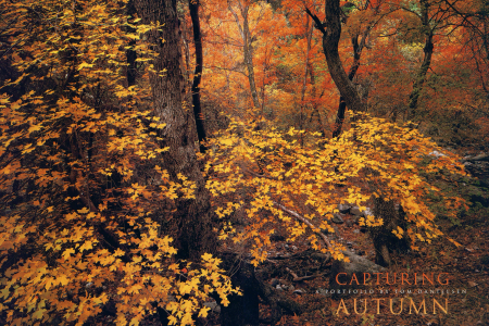 Autumn Color