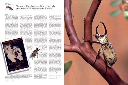 Meet the Nightmare Bug