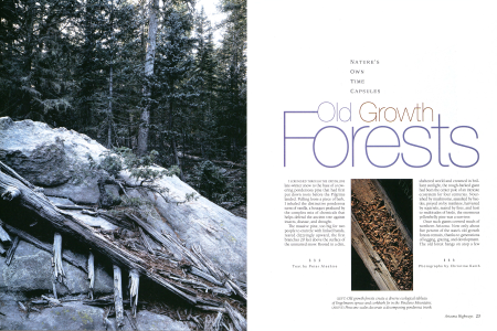 ARIZONA'S OLD GROWTH FORESTS
