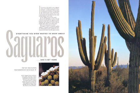 Saguaros burst into flower every spring, attracting a variety of pollinators, from bats to bees.
