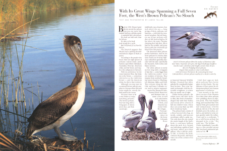 THE FLY-FISHING PELICAN