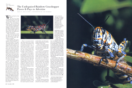 Although the rainbow grasshopper's elegant finery may make it irresistible to the opposite sex, the main intent of its coloration seems to be defensive, warning potential predators of its foul taste.