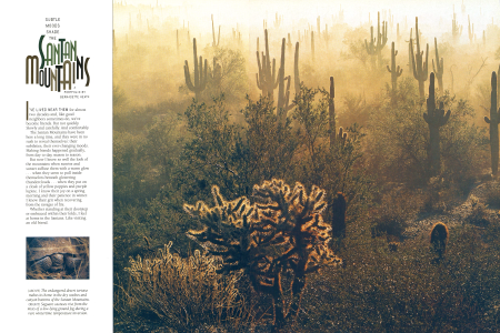 Saguaro cactuses rise from the mists of a low-lying ground fog during a rare wintertime temperature inversion.