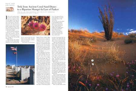 The magenta blooms of the hedgehog cactus greet springtime visitors to the Cactus Plain.