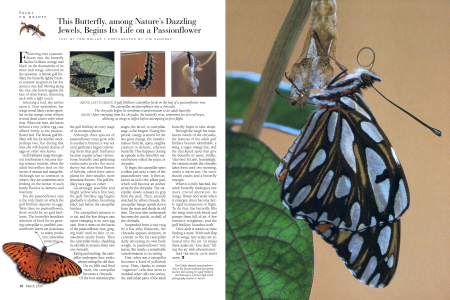 A gulf fritillary caterpillar feeds on the leaf of a passionflower vine.