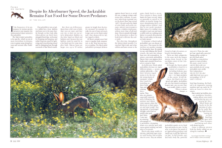BLACK-TAILED JACKRABBIT