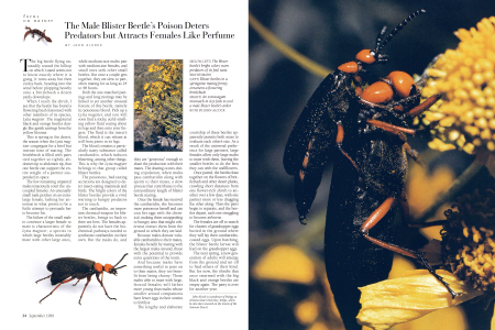 (LEFT) Blister beetles in a springtime mating frenzy ornament a flowering brittlebush
