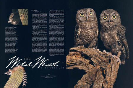 Not much bigger than a sparrow, the pint-size elf owl feeds almost entirely on insects and generally nests in an old woodpecker hole in a tree or saguaro cactus.