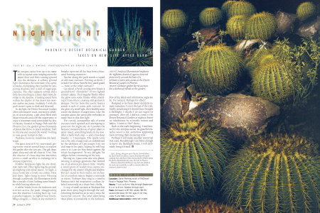 Artificial illumination heightens the nighttime drama of agaves clustered protectively around the base of a nonnative totem pole cactus at the Desert Botanical Garden in Phoenix.
