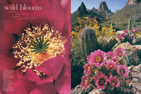 Startling in their intensity, the hedgehog cactuses' magenta flowers enliven this view along the Apache Trail in the Superstition Mountains.