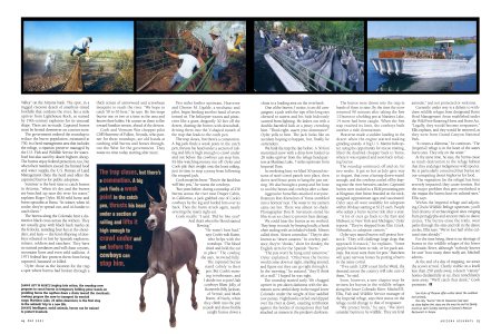 Capturing Wild Burros