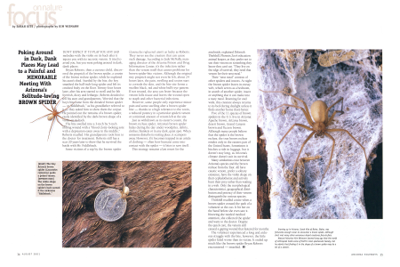 The Reclusive Brown Spider
