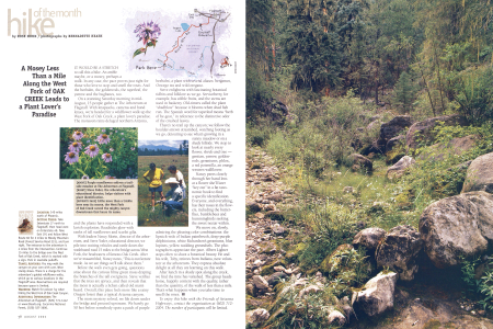Purple coneflowers enliven a trail- side meadow at The Arboretum at Flagstaff.