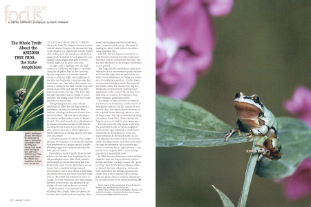 Spotting an Arizona tree frog in the wild must be done in late spring and summer when the little guys emerge from under rocks and logs to feed and breed.