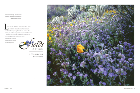 Dreamy Wildflowers