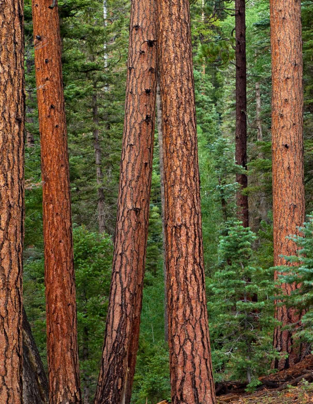 STRAIGHT UP | Arizona Highways