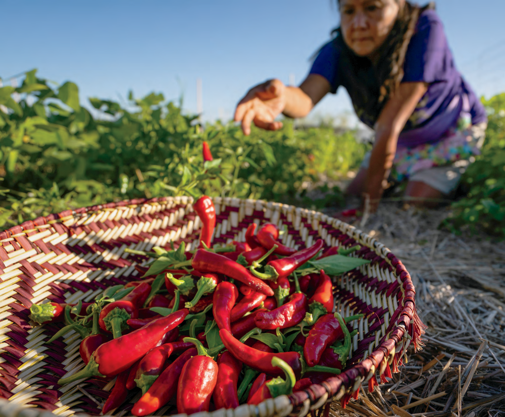Arizona Roots RETURNING TO THEIR ROOTS | Arizona Highways