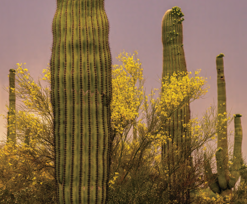SPRINGTIME IN THE DESERT | Arizona Highways