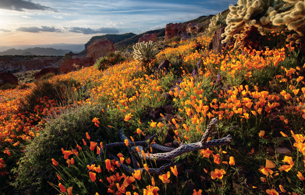 Az Spring SPRING | Arizona Highways